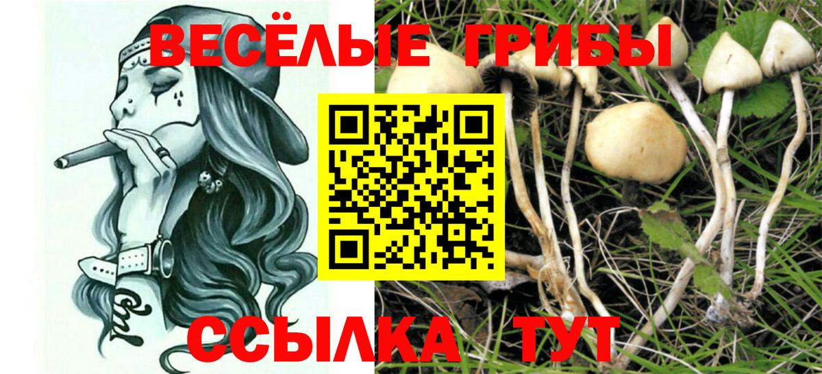 Псилоцибиновые грибы прущие грибы Анапа